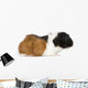 Guinea Pig Wall Decal