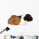 Guinea Pig Wall Decal