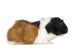 Guinea Pig Wall Decal