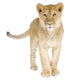 Lion Cub 8 Months Wall Decal