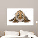 Tiger cub (4 days) Wall Mural