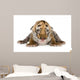 Tiger cub (4 days) Wall Mural