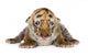 Tiger cub (4 days) Wall Mural