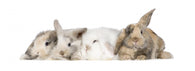 group of bunnies Wall Decal