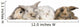 group of bunnies Wall Decal
