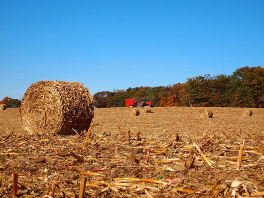 Dried round Bale Corn