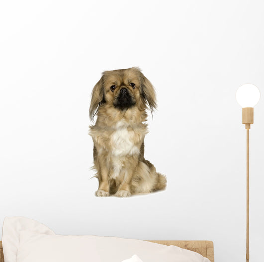 Pekingese 2 Years Wall Decal