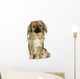 Pekingese 2 Years Wall Decal
