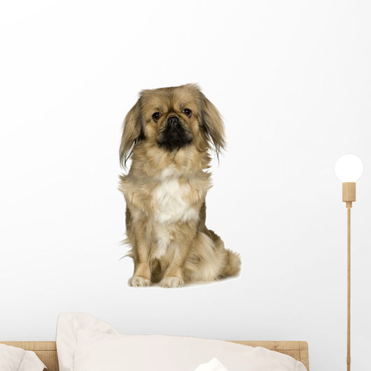 Pekingese 2 Years Wall Decal
