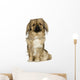 Pekingese 2 Years Wall Decal