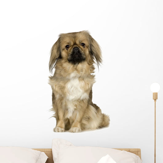 Pekingese 2 Years Wall Decal