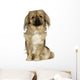 Pekingese 2 Years Wall Decal