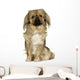 Pekingese 2 Years Wall Decal