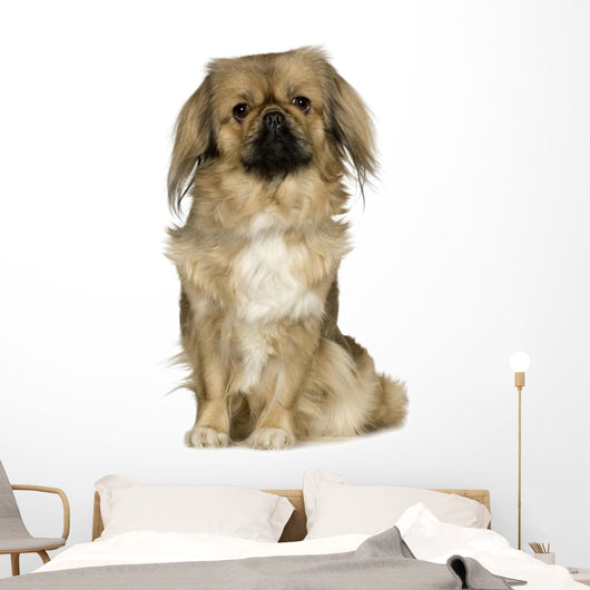 Pekingese 2 Years Wall Decal