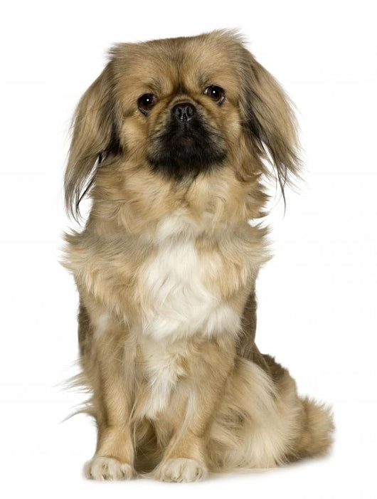 Pekingese 2 Years Wall Decal