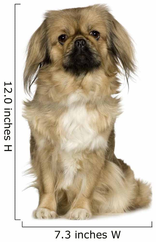 Pekingese 2 Years Wall Decal