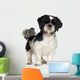 Shih Tzu (5 years) Wall Decal