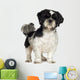 Shih Tzu (5 years) Wall Decal