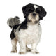 Shih Tzu (5 years) Wall Decal