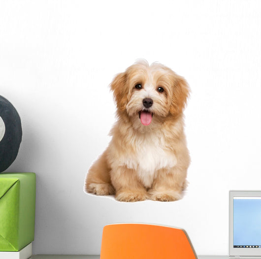 Beautiful Happy Reddish Havanese