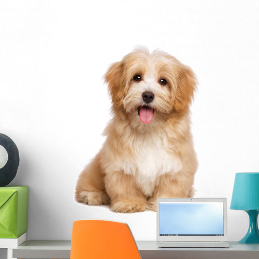 Beautiful Happy Reddish Havanese