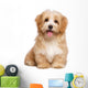 Beautiful Happy Reddish Havanese