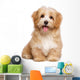 Beautiful Happy Reddish Havanese
