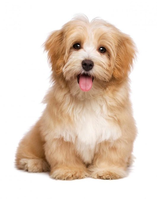 Beautiful Happy Reddish Havanese