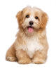Beautiful Happy Reddish Havanese