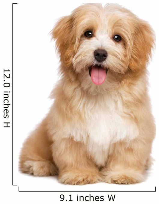 Beautiful Happy Reddish Havanese