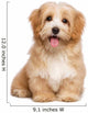 Beautiful Happy Reddish Havanese