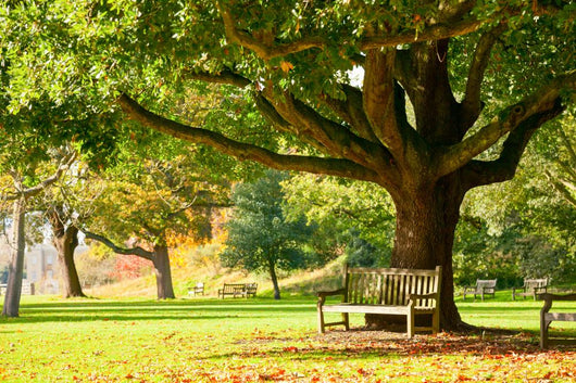 Kew Gardens park Wall Mural