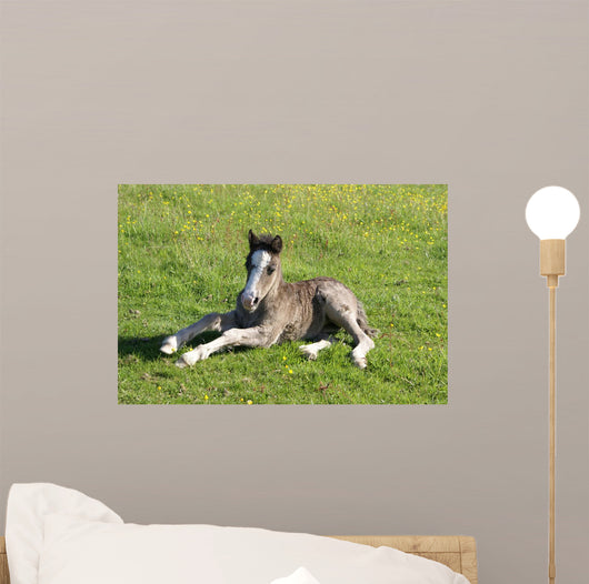 Foal Rest