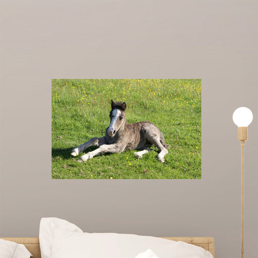 Foal Rest