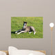 Foal Rest