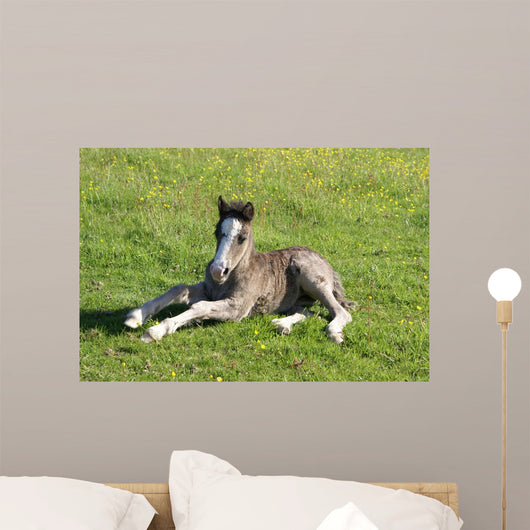 Foal Rest