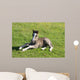 Foal Rest