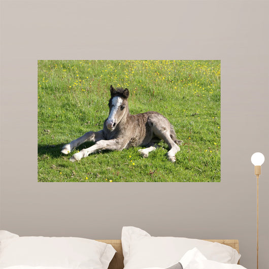 Foal Rest