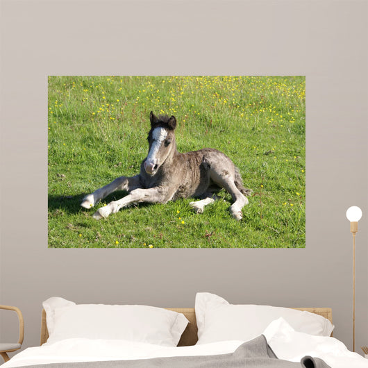Foal Rest