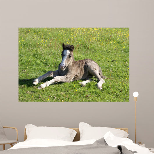 Foal Rest