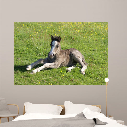 Foal Rest