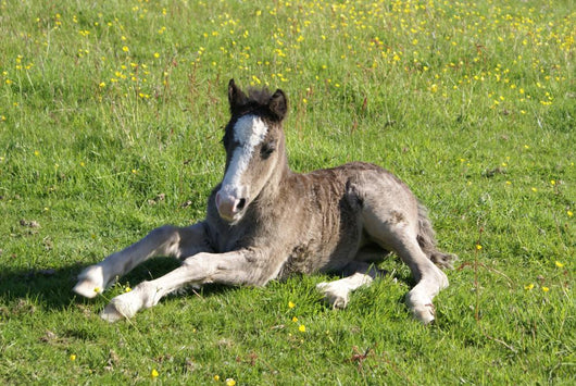 Foal Rest
