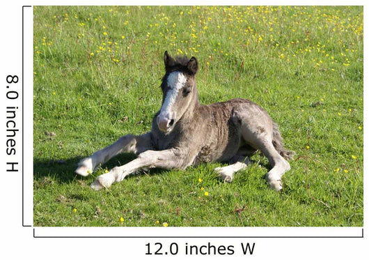 Foal Rest