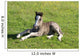 Foal Rest
