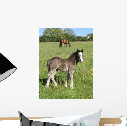 Grey Foal