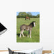 Grey Foal