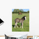 Grey Foal