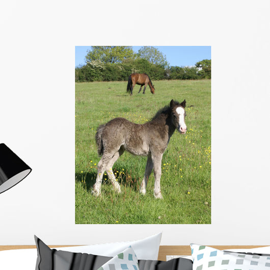 Grey Foal