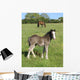 Grey Foal