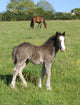 Grey Foal